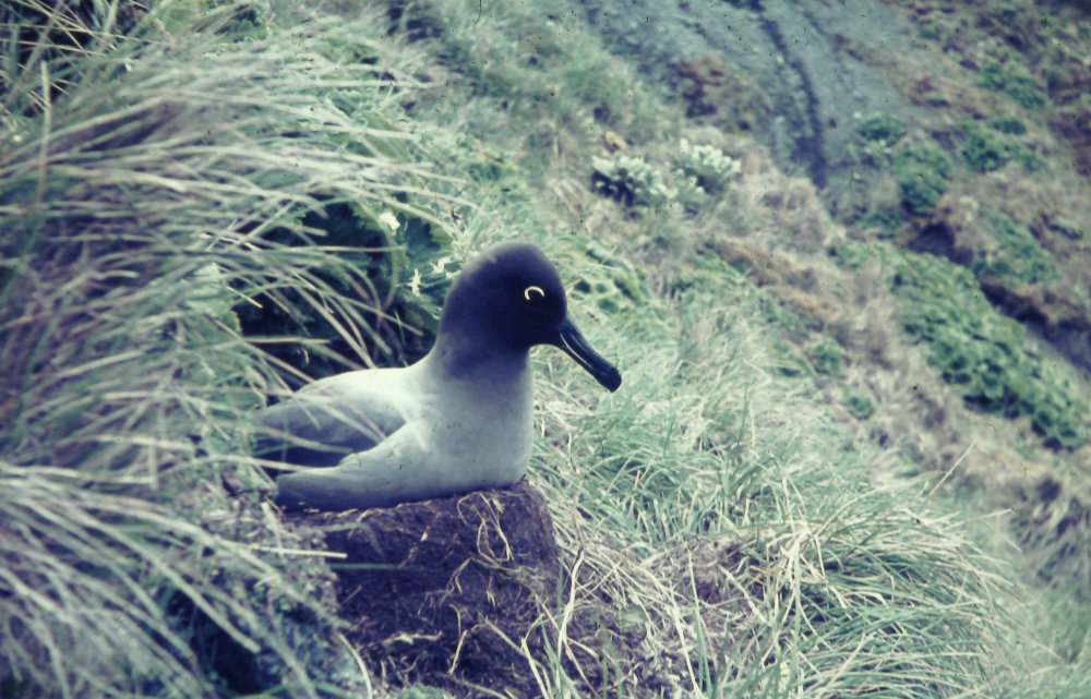 sooty albatross on nest