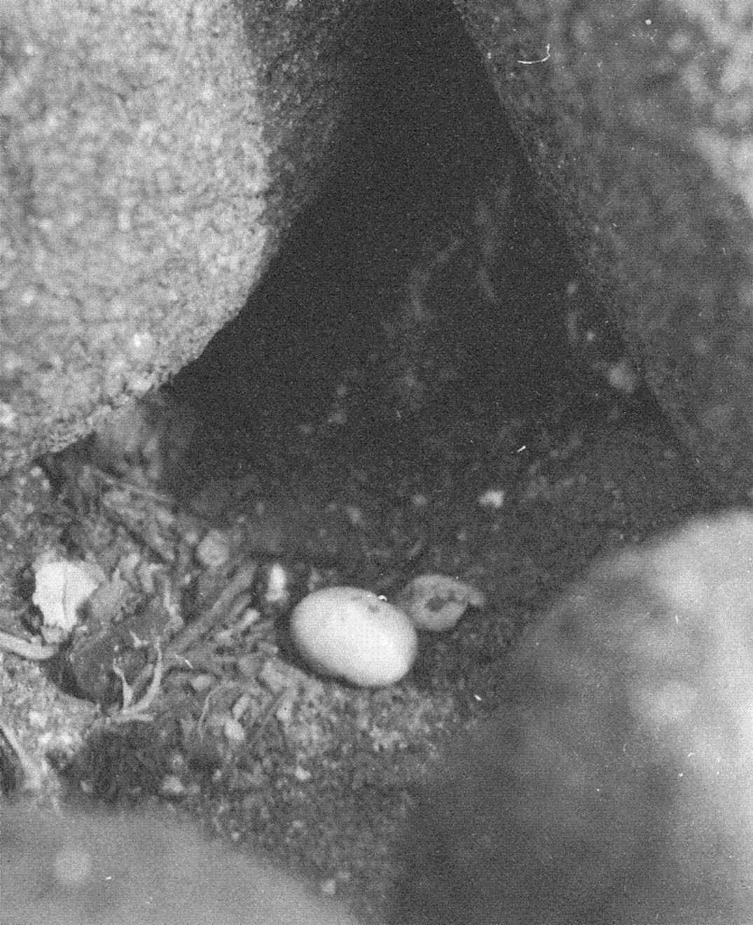 storm petrel egg